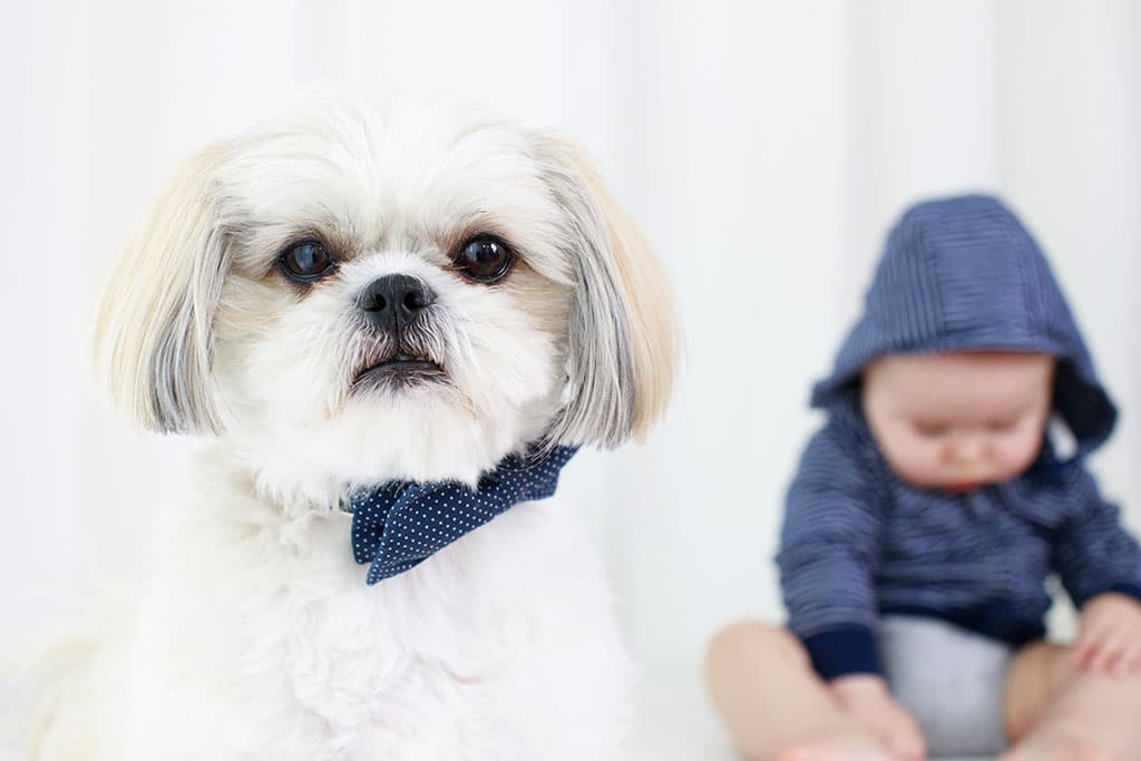 closeup of beautiful little boy in private studio session