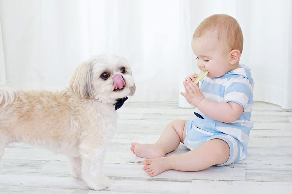 Adorable dog smiling next to a little boy in private studio session