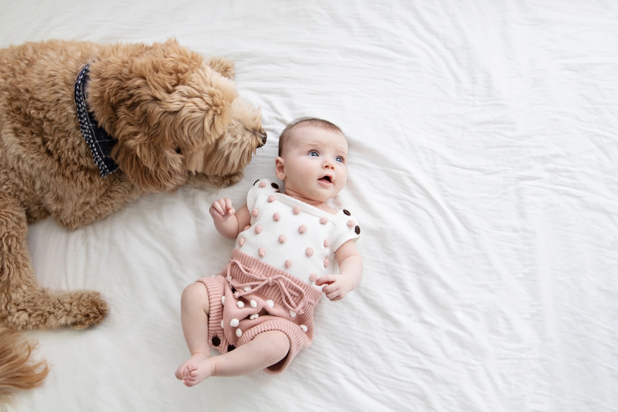 two-month-old baby girl poses with her family dog in private dallas newborn session