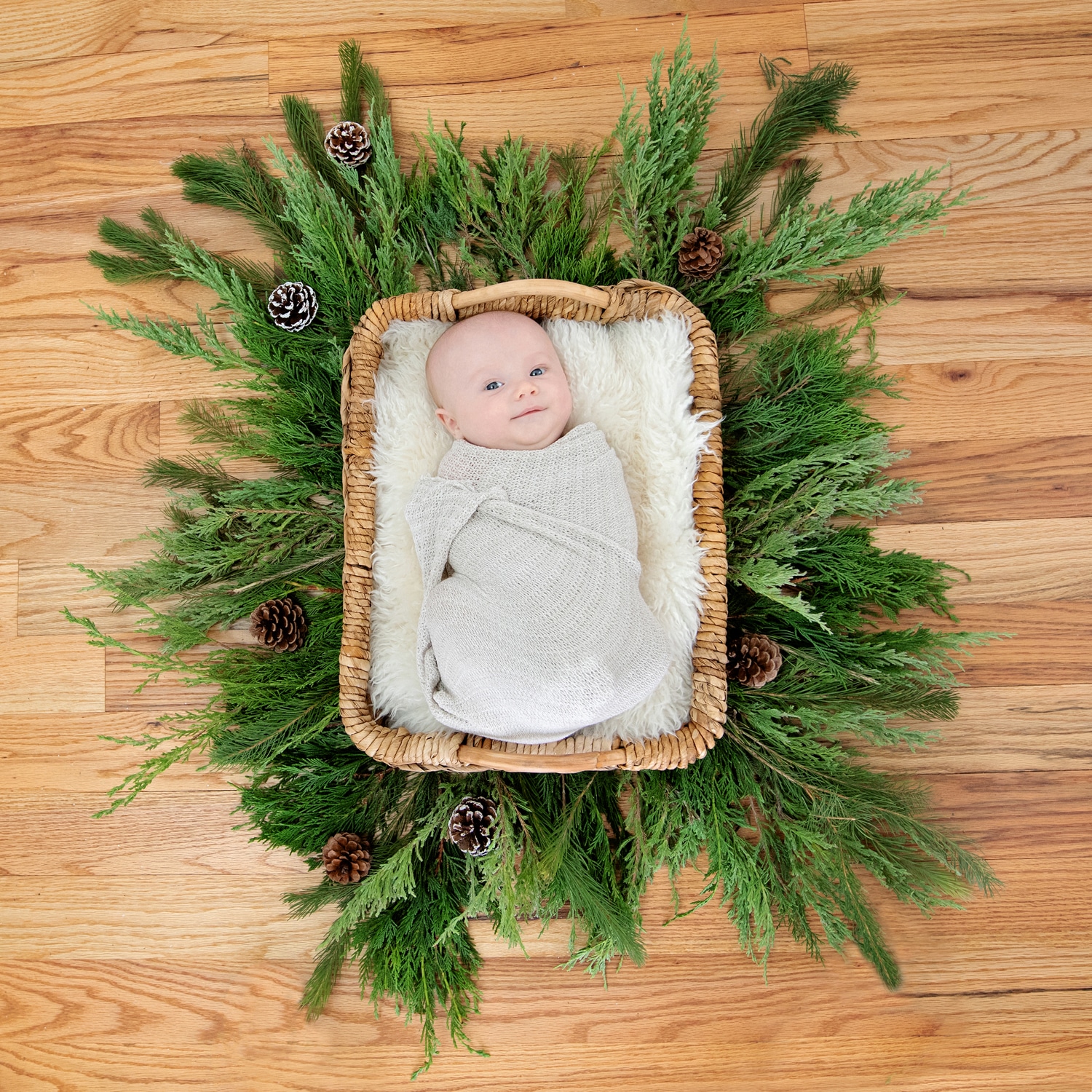 A baby in a basket among pine branches.