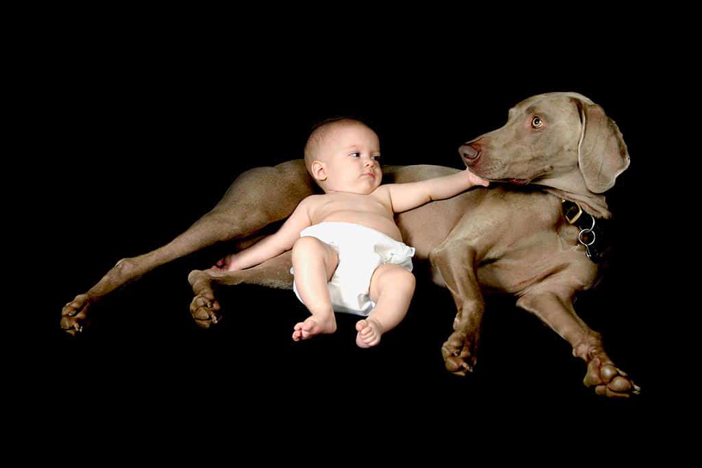 A three month old stretches out against a dog.